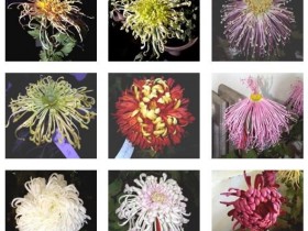 菊花古诗词集锦