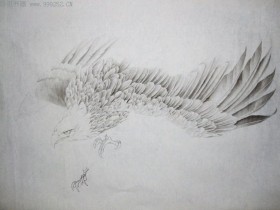 郑路迅工笔鹰【君临天下】作画步骤