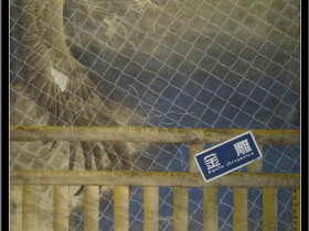 郑路迅工笔鹰《自由》