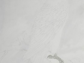 郑路迅工笔鹰《素练秋风》步骤