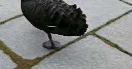 路迅打油《鹅》