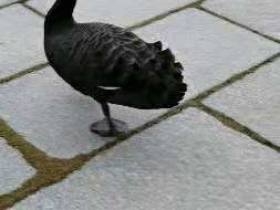 路迅打油《鹅》