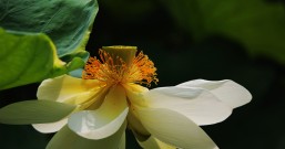 绘画素材 | 出淤泥而不染之【荷花】 及落款诗词