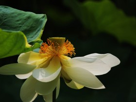 绘画素材 | 出淤泥而不染之【荷花】 及落款诗词